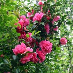 KLM to use camellias to produce biofuel for their test flight