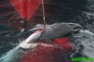 Whale hunting could become legal again