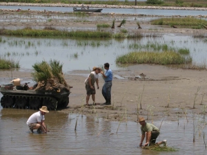 Volunteers help plant and restore a salt marsh in Lafourche Parish, Louisiana