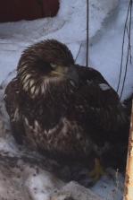 Bald eagle rescued 2