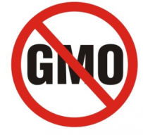 GMO (no)