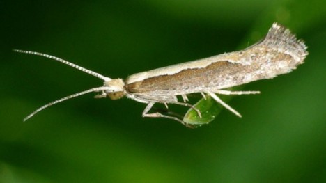 Genetically engineered Diamond back moth by Oxitec