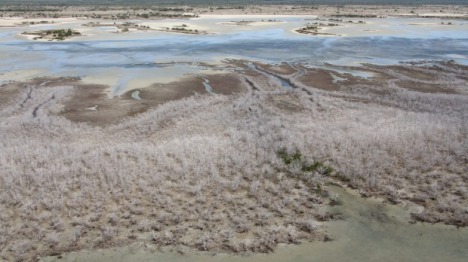 Dead mangrove forest off Australia's east coast, photo by James Cook University